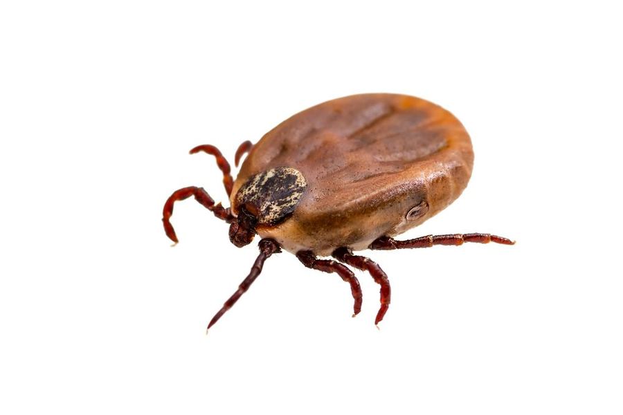 Căpușă comună Ixodes ricinus, prim-plan