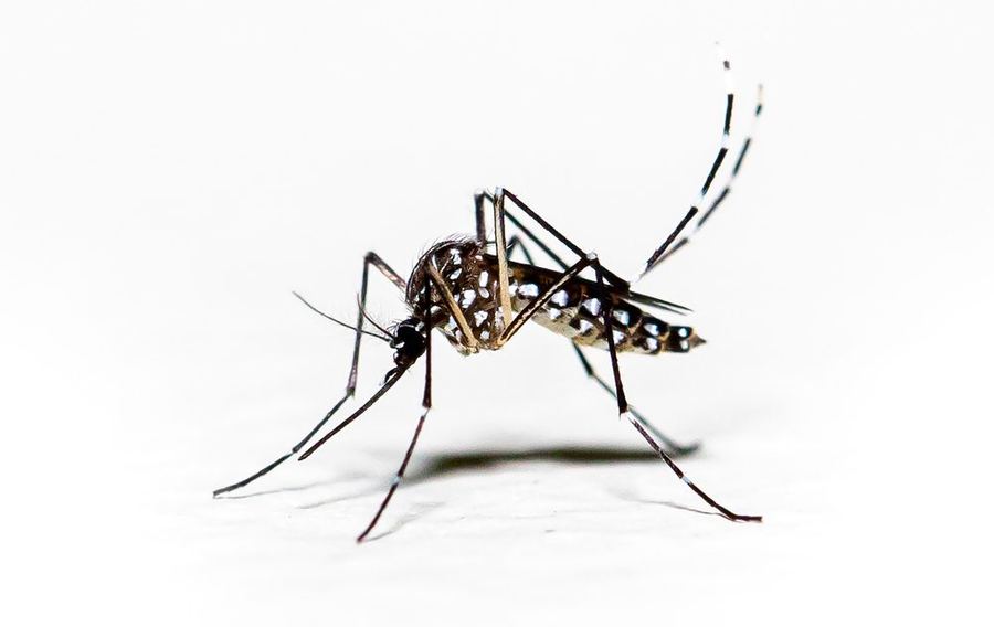 Țânțar tigru asiatic Aedes albopictus cu dungi albe