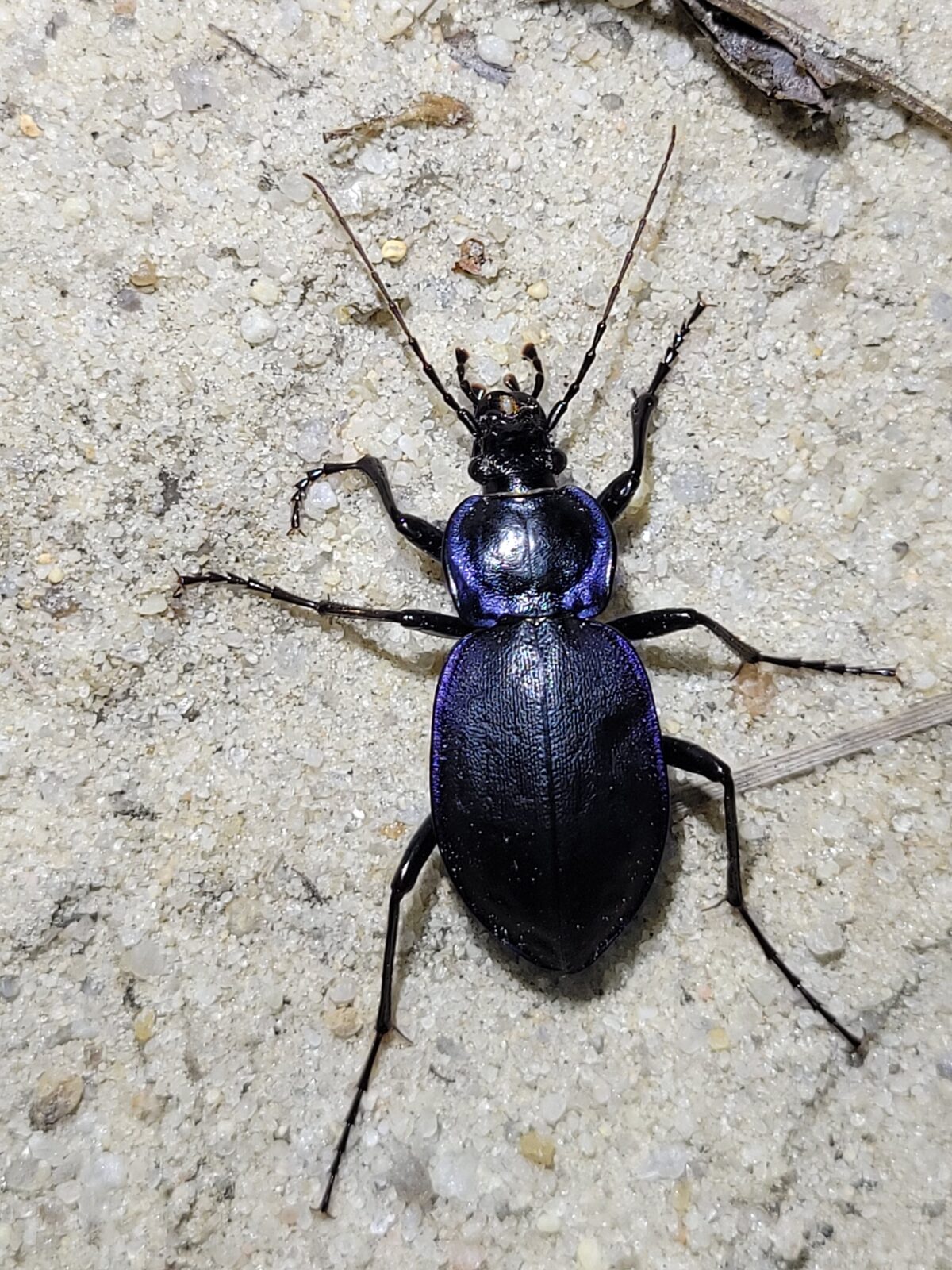 Carab, gândac de pământ negru cu luciu albăstrui-violet, cu picioare și antene lungi