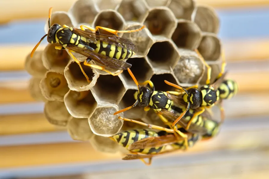 Cuib de viespi din hartie, cu celule hexagonale, la streasina