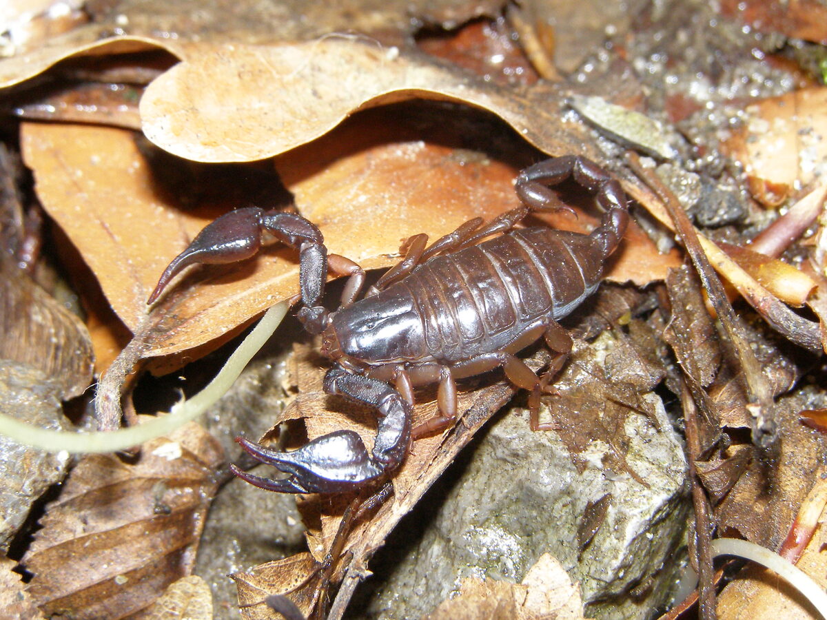 Scorpionul carpatic, Euscorpius carpathicus, negru-brun cu picioare deschise la culoare, în frunzar