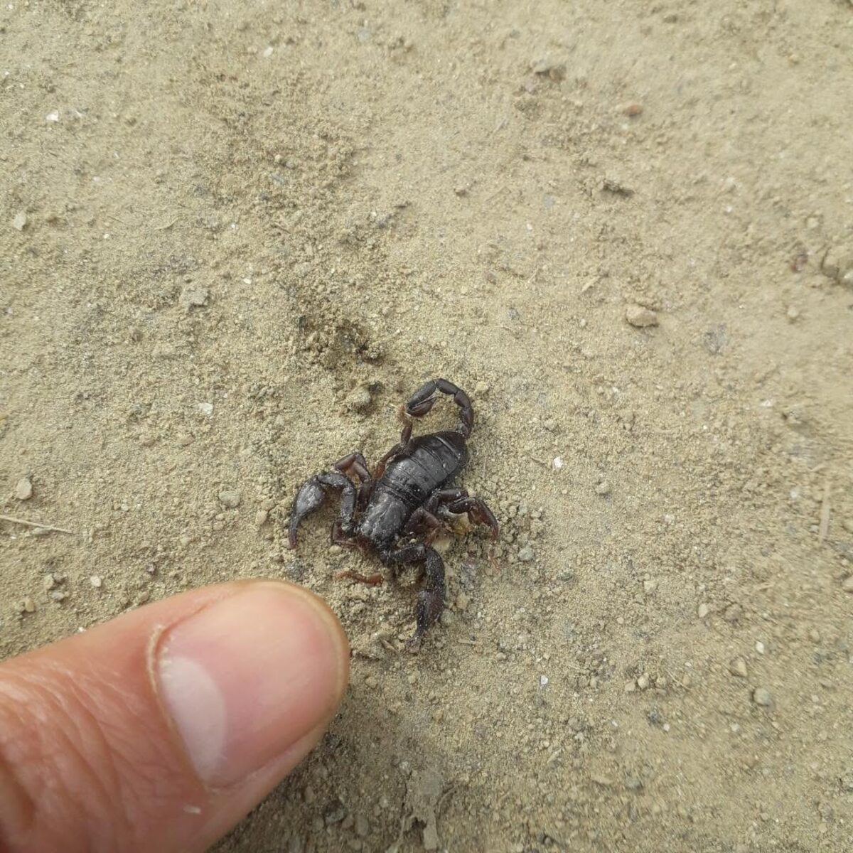 Scorpion carpatic pe pământ, cu un deget de om alături, pentru comparație de mărime