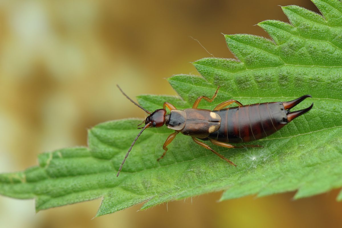 Urechelniță pe o frunză verde, în grădină, cu cleștii vizibili la capătul abdomenului
